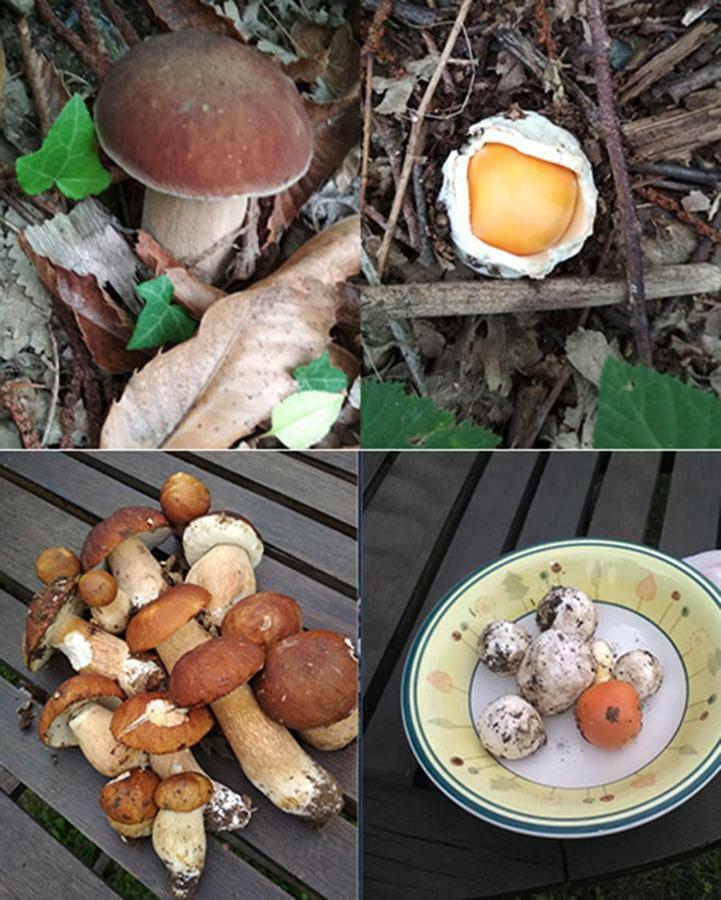 Case Danti Padronale 圣菲奥拉 外观 照片